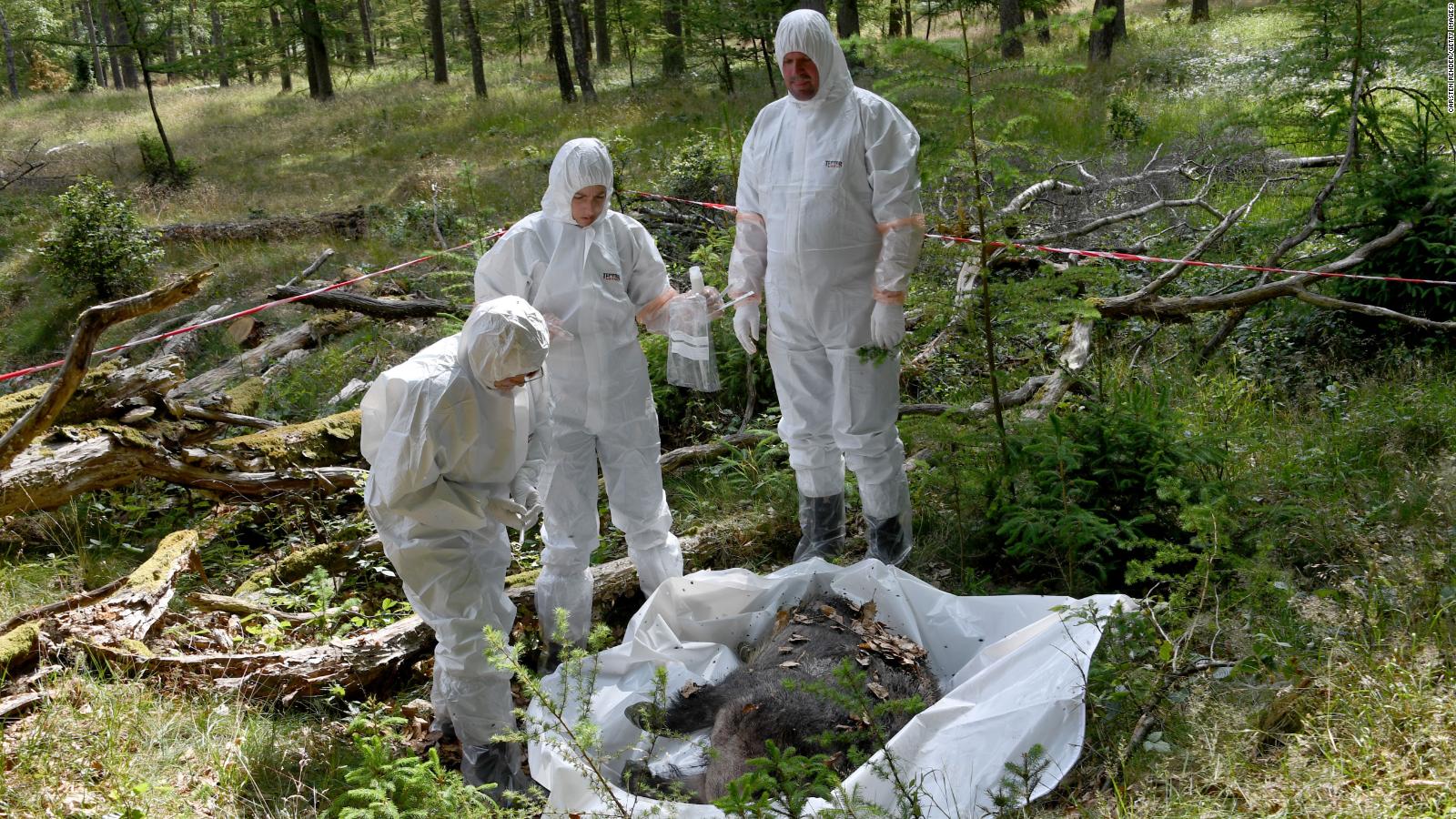 'African swine fever' spreading in Europe and Asia CNN