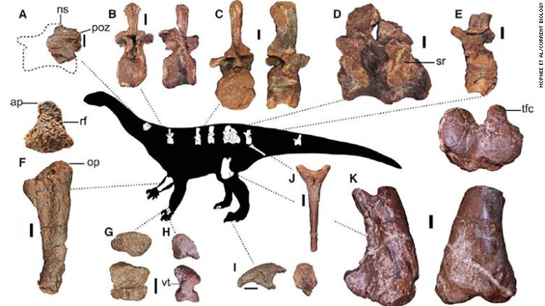 This figure shows some of the preserved elements of the newly discovered dinosaur.