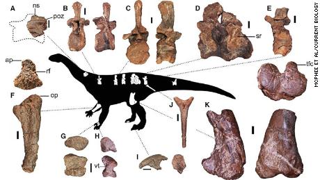 This figure shows some of the preserved elements of the newly discovered dinosaur.