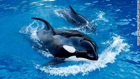 Chemical pollution could wipe out half of all killer whale populations