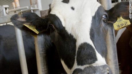 A cow on Dean Strauss&#39; dairy farm in Sheboygan Falls, Wisconsin.