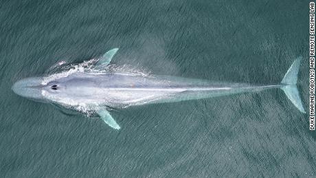 Drone shot from a whale-tagging expedition in Monterey Bay, California (research conducted under NMFS permit).