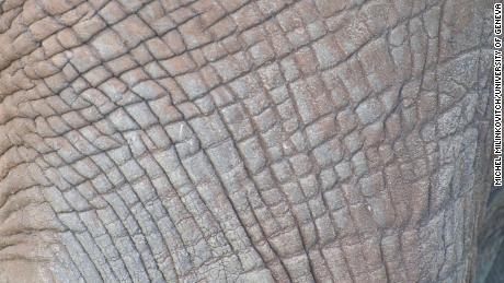A closer look at the patterns in elephant skin.