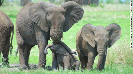 Researchers studied a baby elephant to learn more about their protective skin.