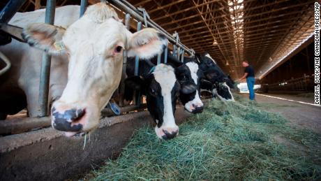 Canada opened its dairy market. But by how much?