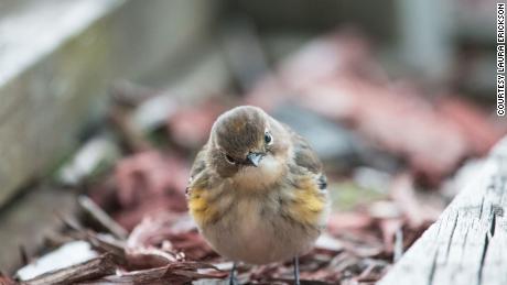 A yellow-rumped warbler.