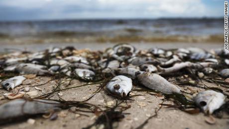 Fish are washed ashore near Sanibel during the historic red tide of 2017 and 2018.