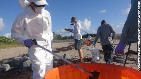 Workers from the Palm Beach County Parks and Recreation Department pick up dead fish in Ocean Ridge, Florida, on Thursday. 