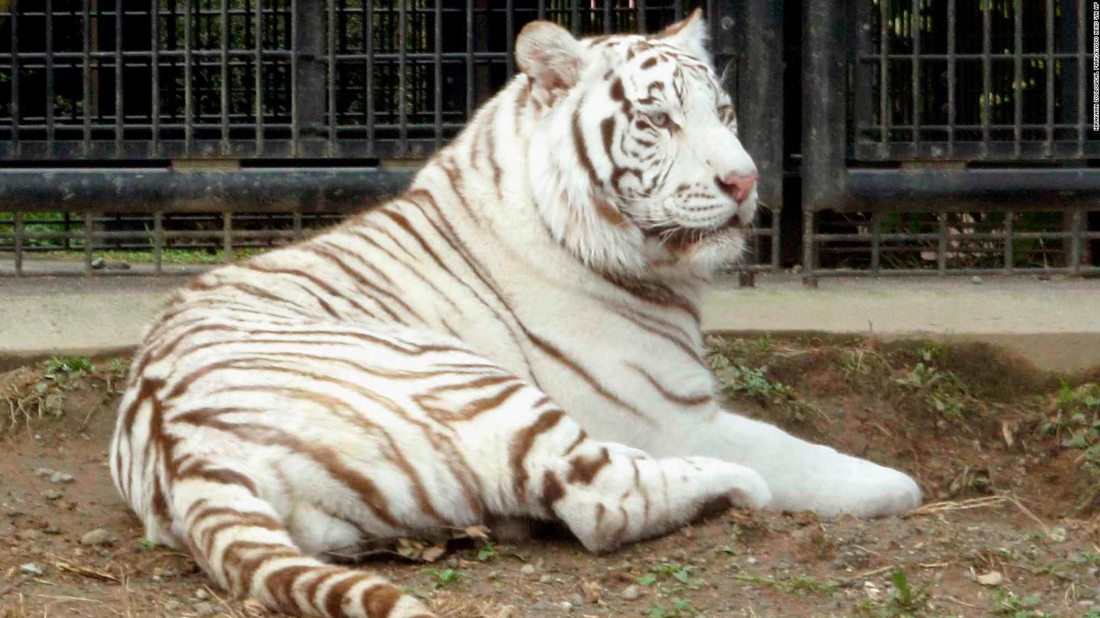 White tiger kills keeper in Japan - CNN