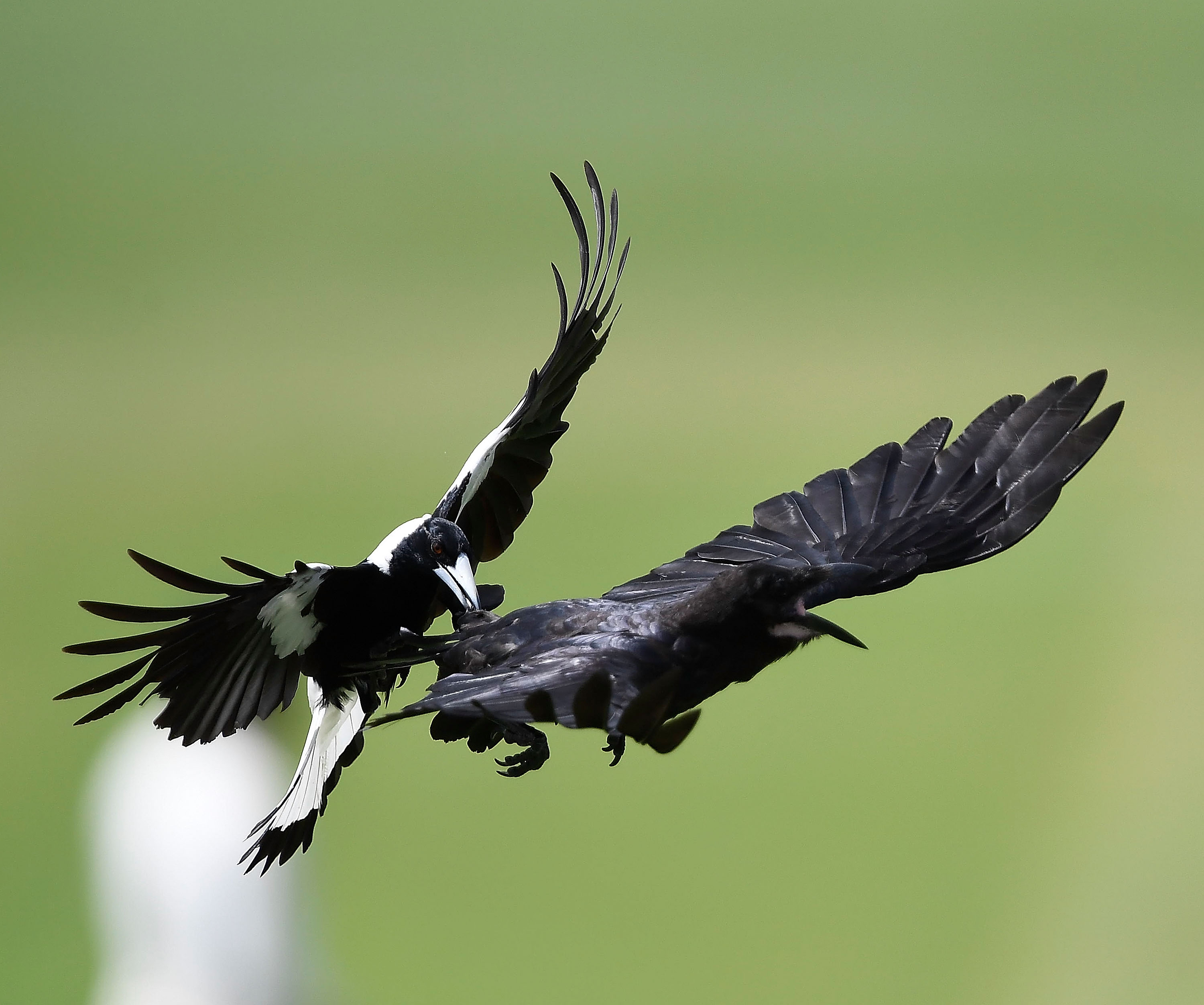 barbermaskine lindre Il Magpie season: Why do Australians hide from birds every spring | CNN