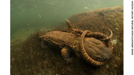 Category: Amphibians and Reptiles. US photographer David Herasimtschuk captured the hellbender, North America&#39;s largest aquatic salamander, wrestling with its prey in Tennessee&#39;s Tellico River.