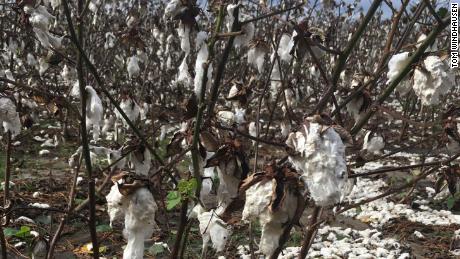 Cotton farmers say Hurricane Michael stole their crop of a lifetime. It could put them out of business for good