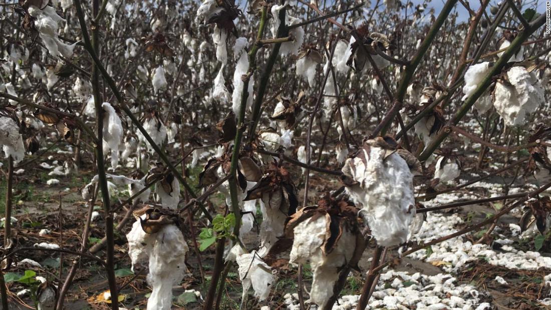 The Windhausens' cotton crop was blown to the ground by Hurricane Michael.