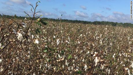Cotton losses could reach $800 million.