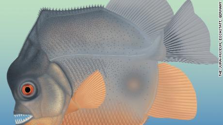 This Jurassic flesh-eating fish with piranha-like teeth is the stuff of nightmares