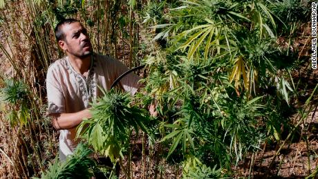  Abdelkhalek Ben Abdellah inspects cannabis in his fields in the Rif mountains of northern Morocco. 