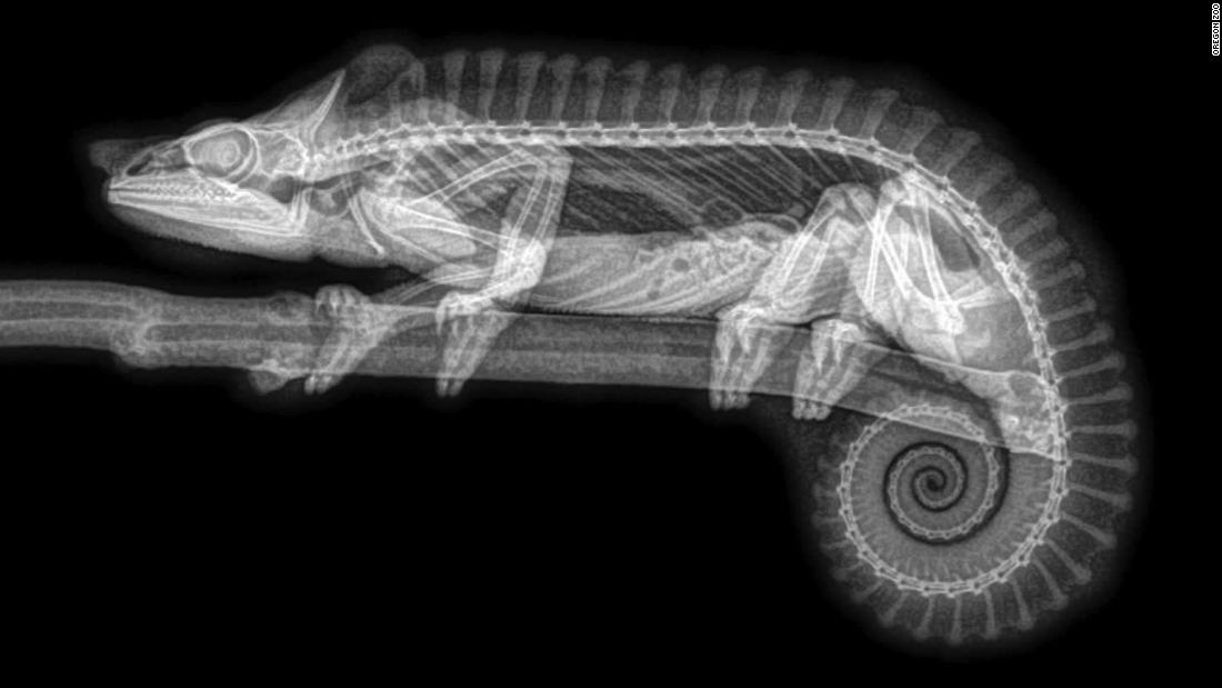 x-rays-provide-creepy-new-views-of-zoo-animals-cnn-video