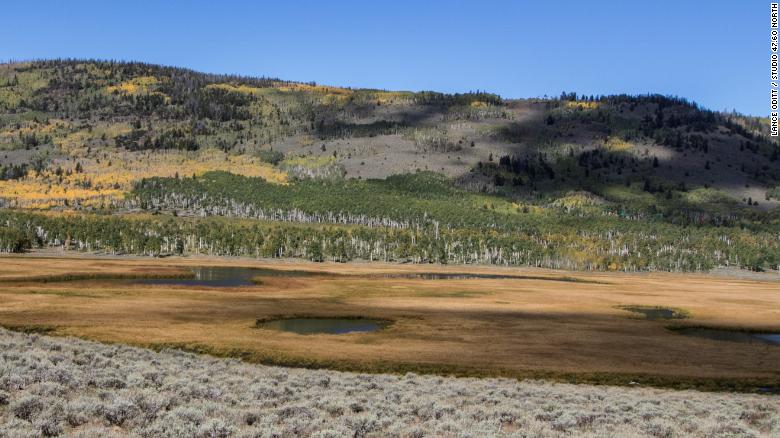 The Pando aspen clone lies more than 5,000 feet above sea level in central Utah.