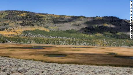 The Pando aspen clone lies more than 5,000 feet above sea level in central Utah.