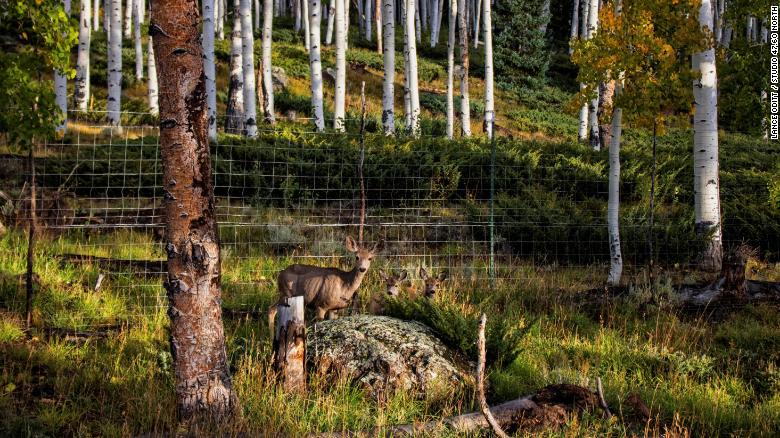 Grazing species like the mule deer are thought to be degrading the Pando aspen system. 