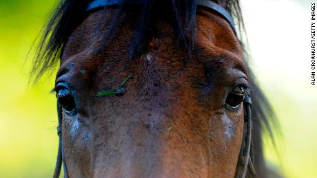 The study was able to demonstrate a significant difference between human and equine eyesight. 