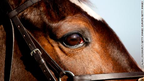 New research on horse eyesight could improve racecourse safety