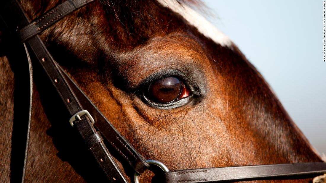 new research on horse eyesight could improve racecourse