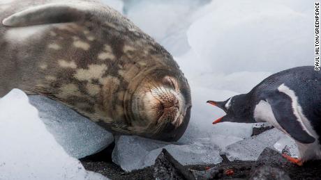 A Gentoo penguin on Greenwich Island, part of the South Shetland Island group, Antarctica. 