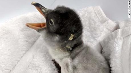 The penguin chick born to same-sex parents at Sydney&#39;s Sea Life Aquarium