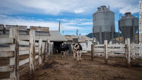 American dairy farmers try to squeeze another $1 billion out of Trump ahead of midterms