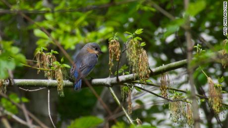 Birdwatching for peace of mind and better health 