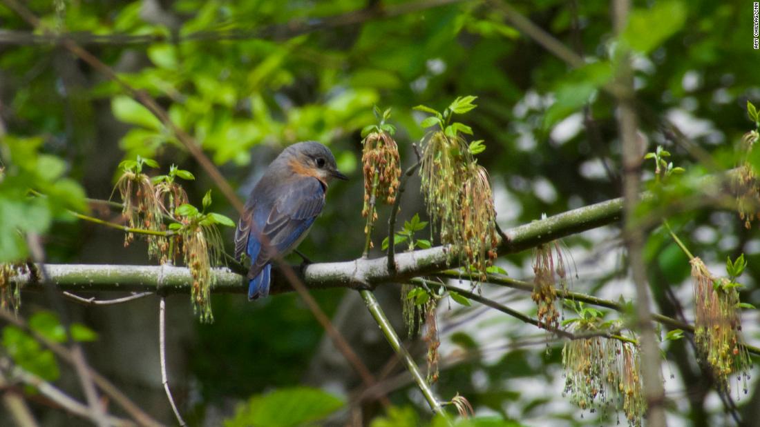 A bluebird is spotted in an Atlanta backyard on April 1, 2017.