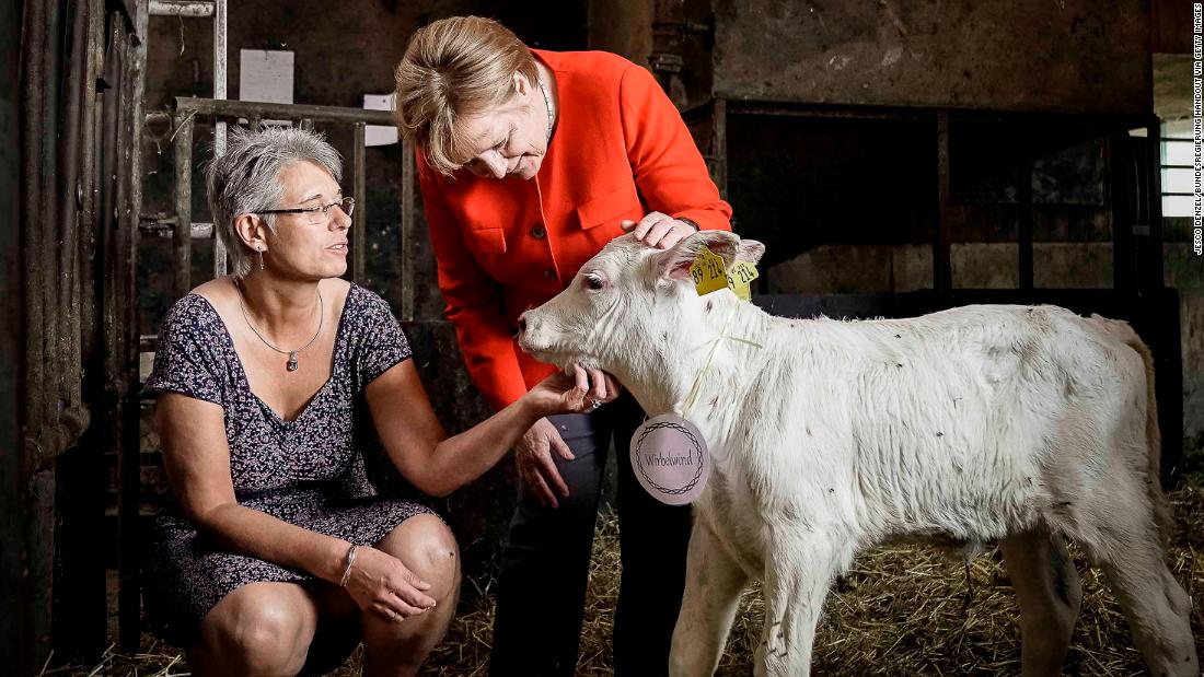 In this handout photo provided by the German Government Press Office in July 2018, Merkel meets a newborn calf during a visit to the Trede family dairy farm in Nienborstel, Germany.