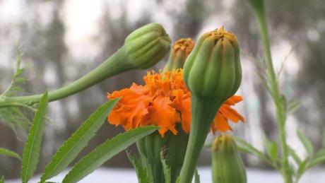 Cuál es el significado de la flor de muerto o cempasúchil? - CNN Video