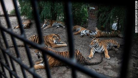 Siberian tigers are seen lounging waiting to be fed outside a tourist bus at the Heilongjiang Siberian Tiger Park on August 16, 2017 in northern China.