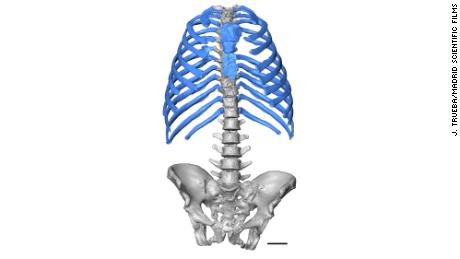 A virtual reconstruction of Kebara 2.