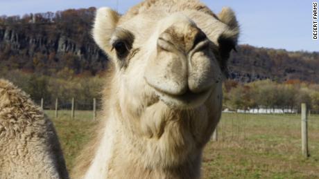 Camel milk has been drunk in the Middle East for thousands of years, but will it catch on in the US?