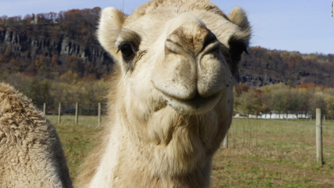 Saudi entrepreneur and Amish farmers bring camel milk to US – Trending Stuff