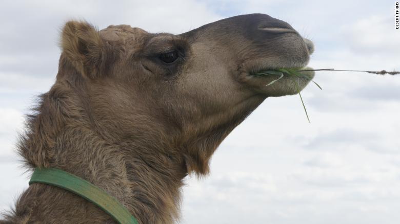 The Saudi Entrepreneur Bringing Camel Milk To America