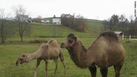 Most of the camels in the US live on Amish and Mennonite farms.