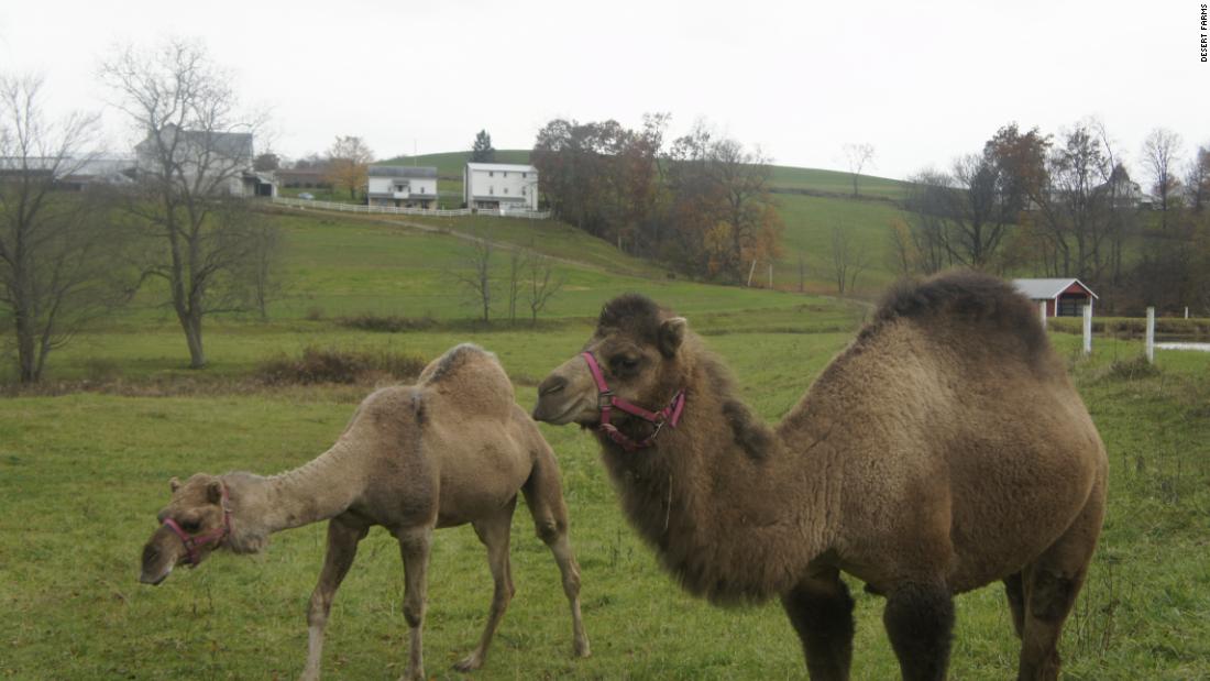 Saudi entrepreneur and Amish farmers bring camel milk to US – Trending Stuff