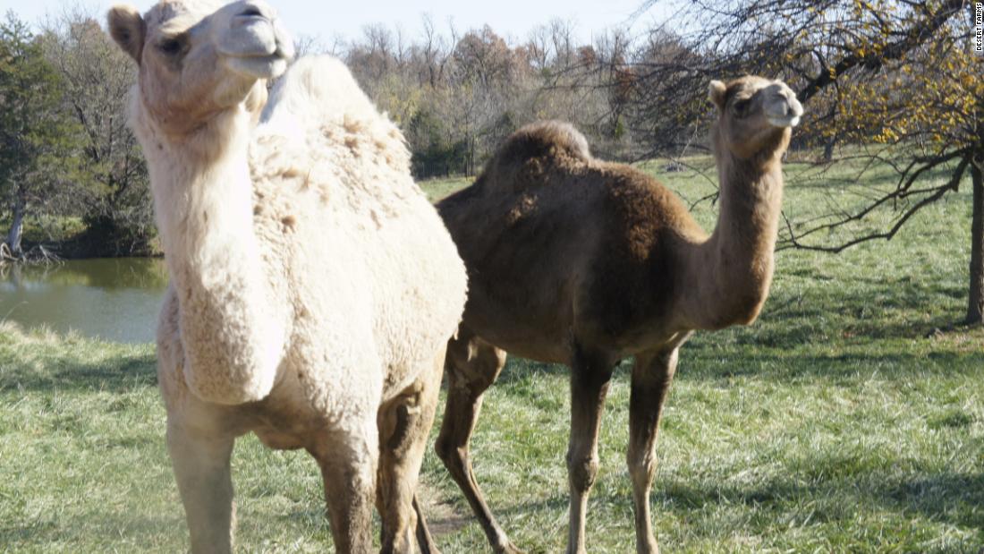 How a Saudi entrepreneur and Amish farmers are bringing ...