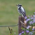 Birding Downy Woodpecker