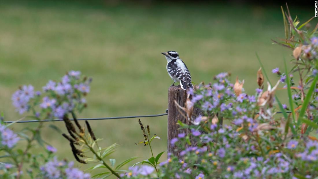 A downy woodpecker in New York City&#39;s Brooklyn Bridge Park during a guided bird walk on October 6, 2018.