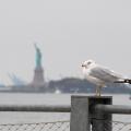 Birding Ring billed gull 