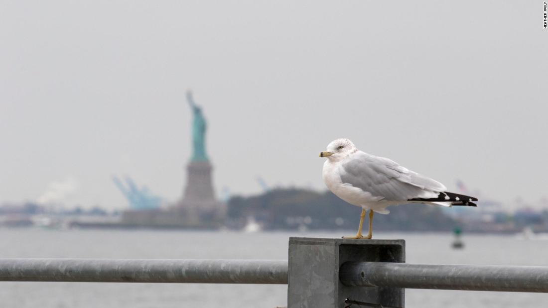 A ring-billed gull sits with the Statue of Liberty in the background at Brooklyn Bridge Park on October 6, 2018.