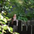 Birding brown thrasher