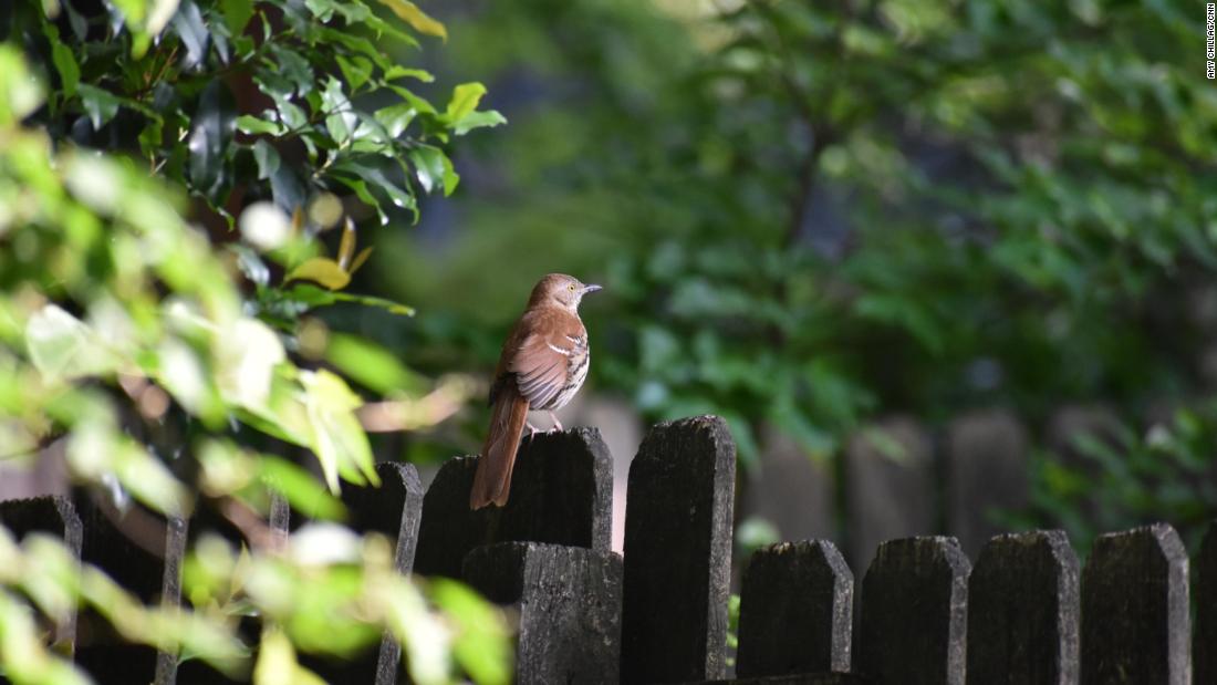 A brown thrasher, the state bird of Georgia, perched on an Atlanta backyard fence on April 27, 2017.