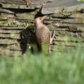 Birding Northern Flicker