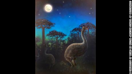 Elephant birds were blind, nocturnal and taller than Big Bird